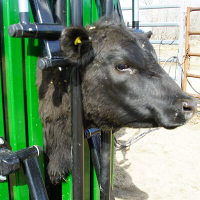 The Major Heavy Duty Squeeze Chute